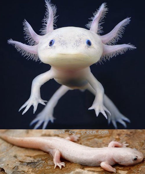 axolotl green