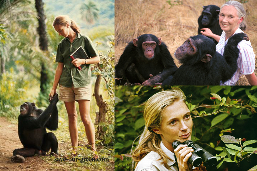 jane goodall national geographic 1963