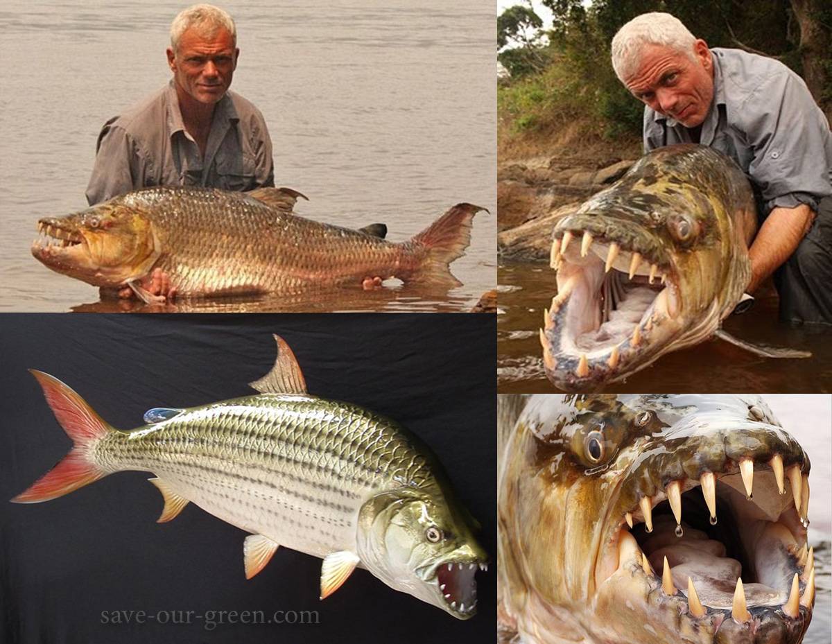The goliath tigerfish - Save Our Green