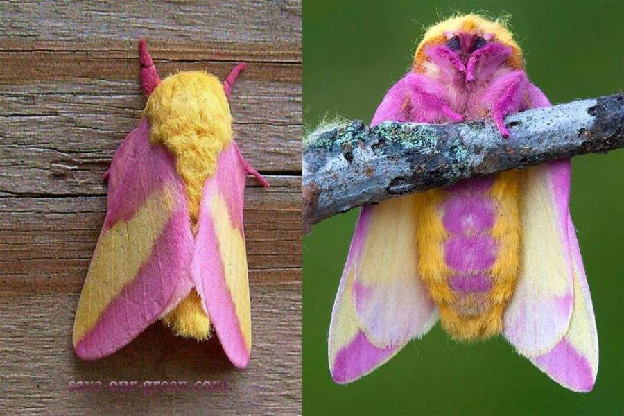 Rosy maple moth - Save Our Green