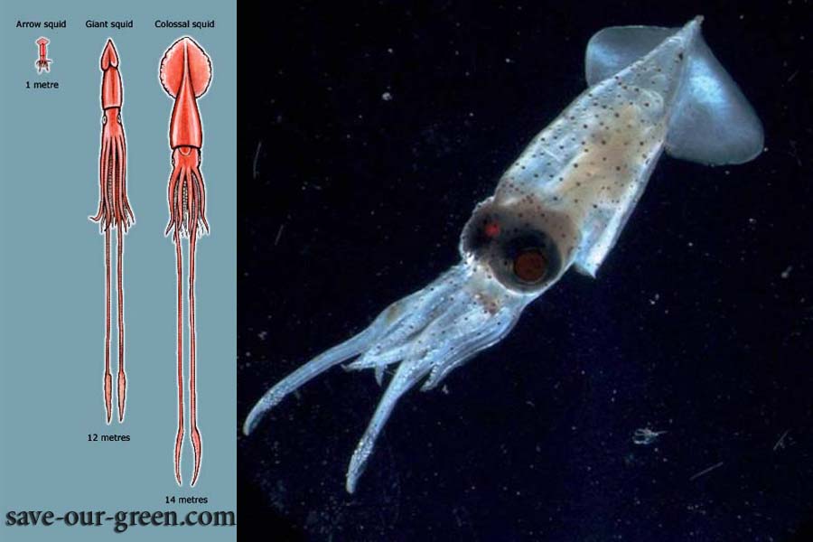 Colossal Squid Save Our Green