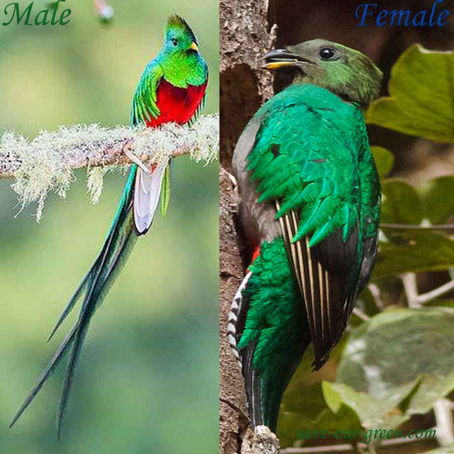 Quetzal Bird Female Quetzal Bird Female