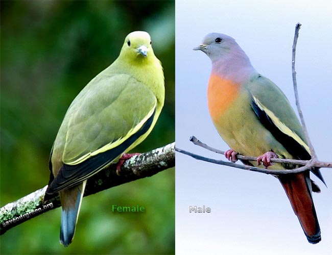 Pink necked green pigeon(Male and Female)