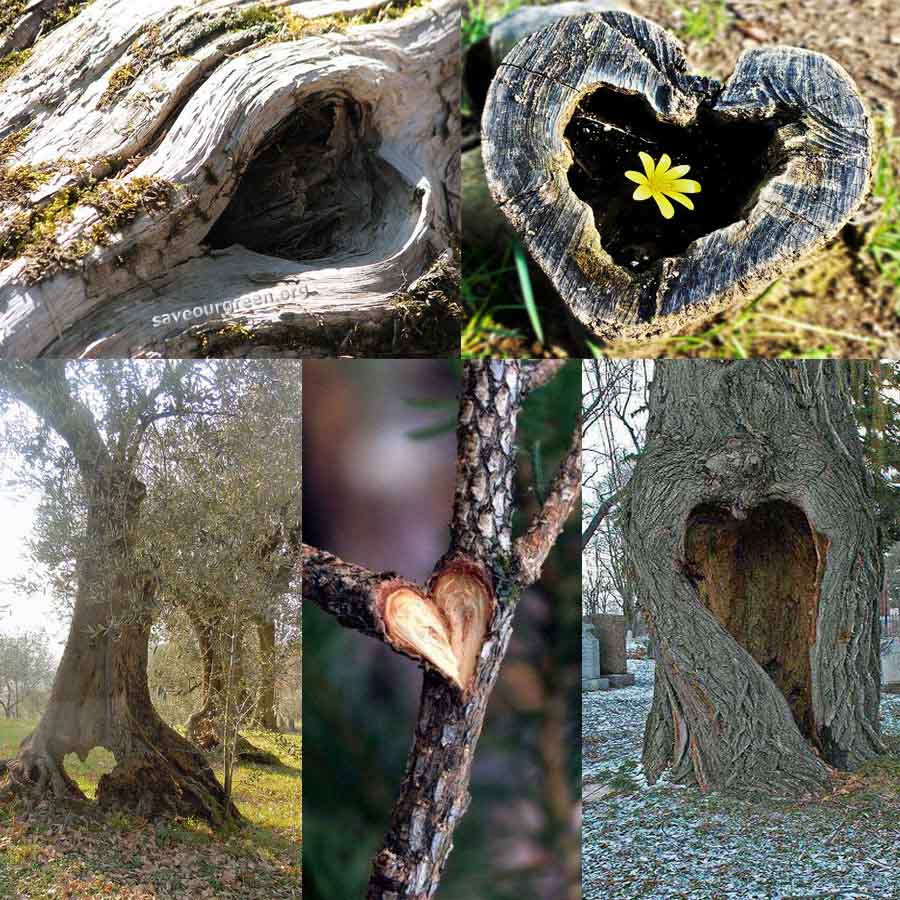 Heart shape Tree hole