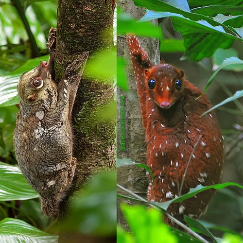 The Sunda flying lemur or Malayan colugo - Save Our Green