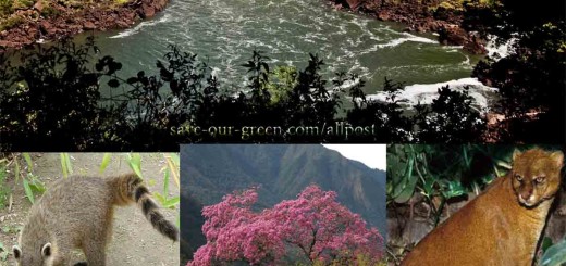 Iguazu_National_Park_Argentina