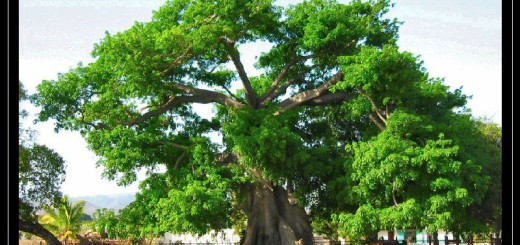500 years old tree