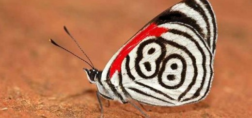 88 butterfly