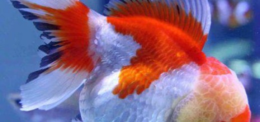 Red white oranda goldfish