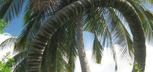 Unbelievable coconut tree