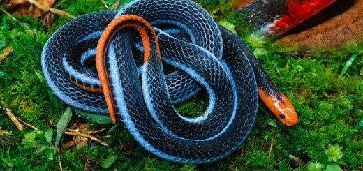 blue coral snake