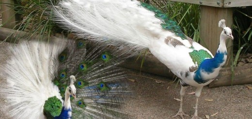Blue White Peacock