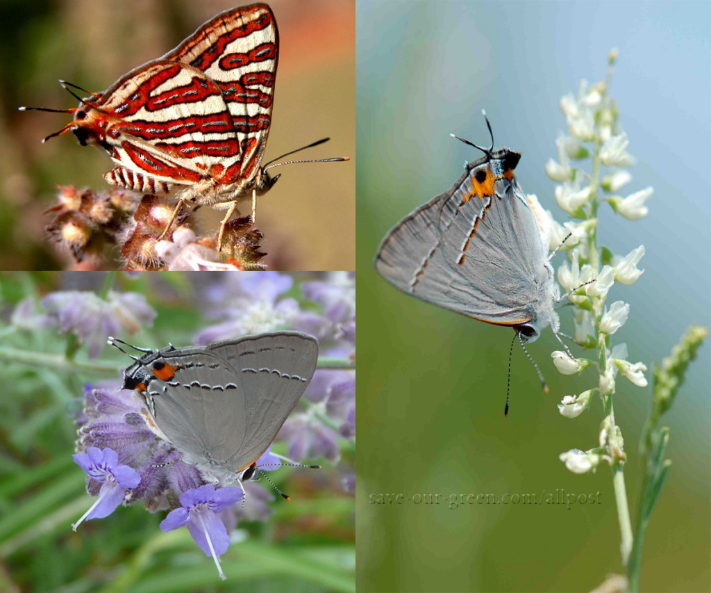 Mimicry- The Natural Art of Deception - Save Our Green