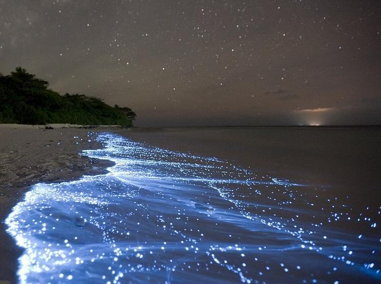 Incredible Glowing Algae and it's fact - Save Our Green