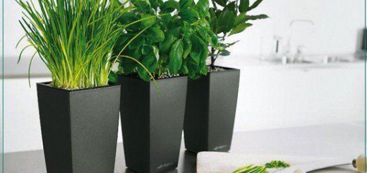 Make Your Office More Green
