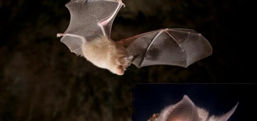 Horse-shoe bat