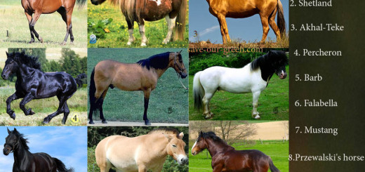 Different Breeds of Horses