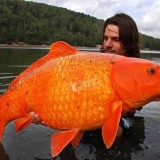 largest goldfish