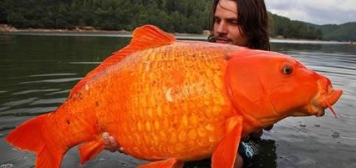 largest goldfish
