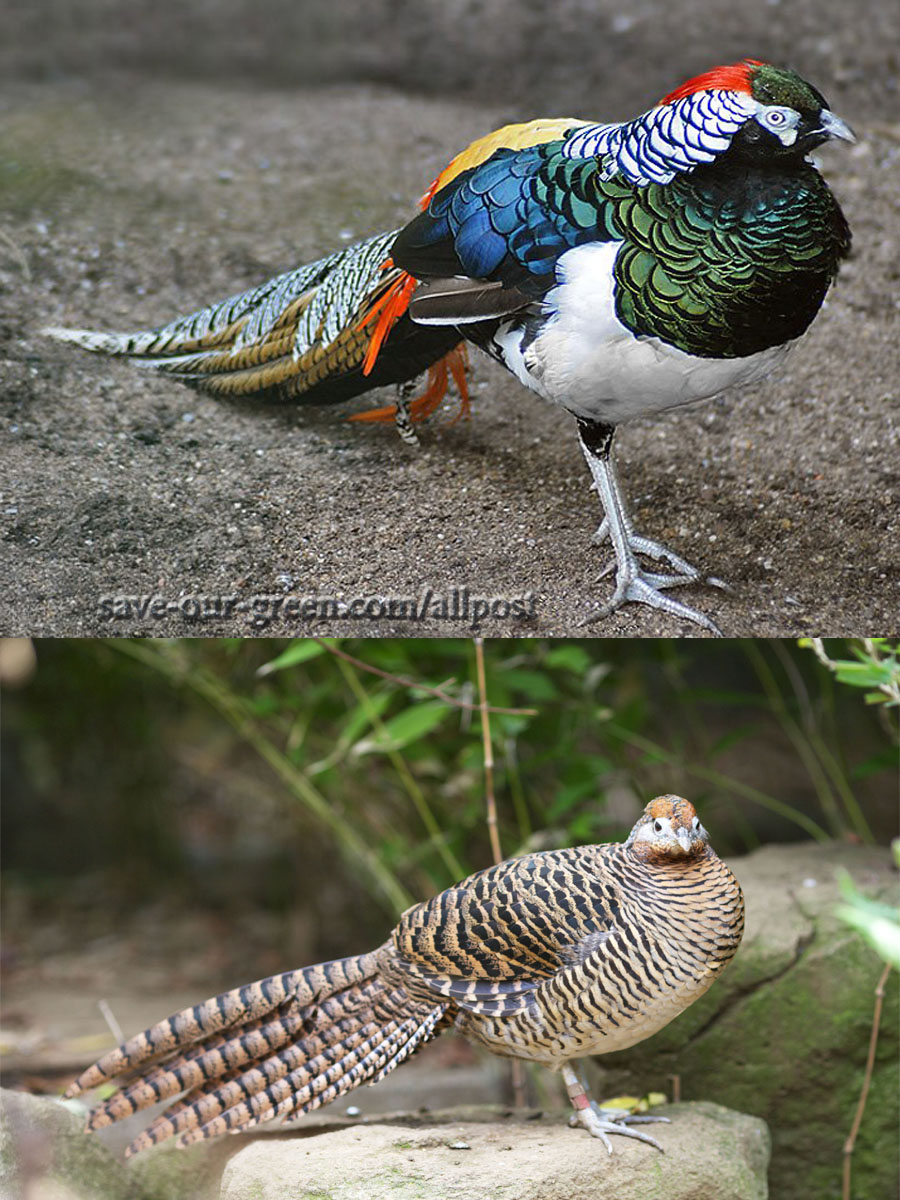 Lady Amherst's Pheasant - Save Our Green