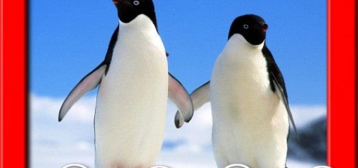 Happy married Life to this penguins couple