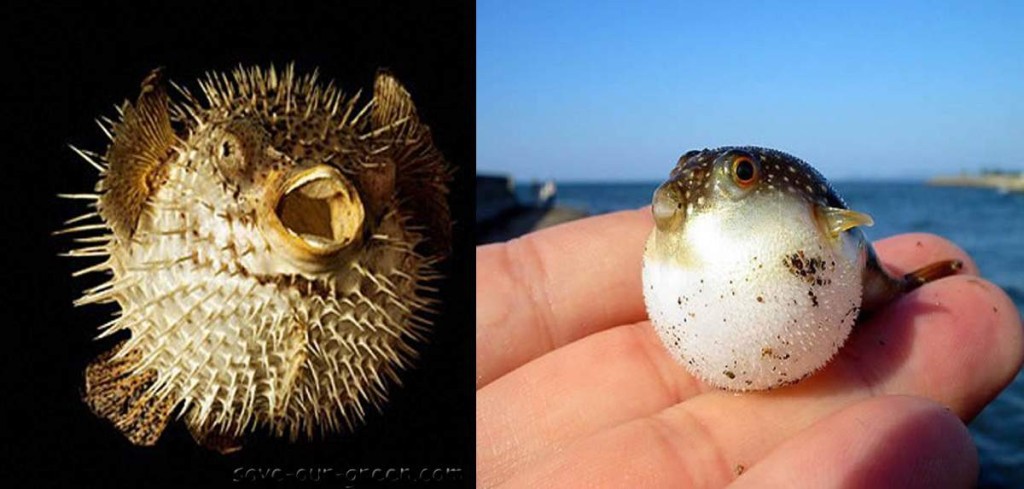 Puffer Fish - Save Our Green