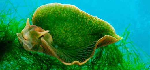 Seaslug