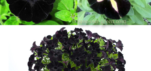 Black Petunia