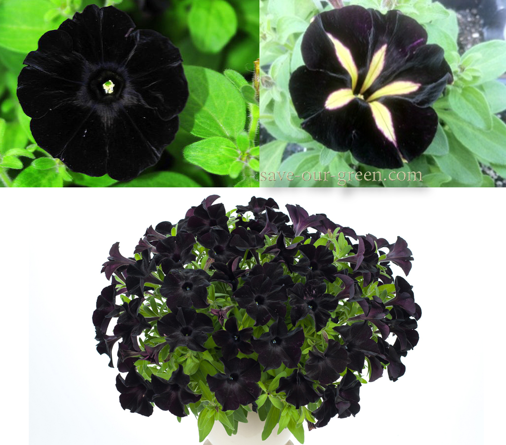 Black Petunia - Save Our Green