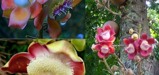 Cannonball tree and flower
