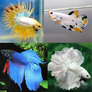 Beautiful Betta fish - Save Our Green