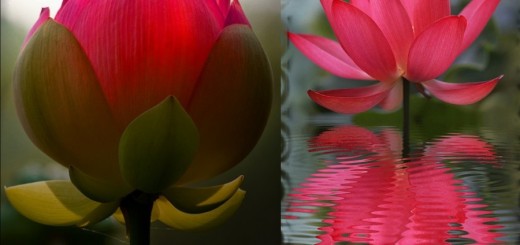 The Sacred Lotus