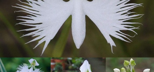 White egret flower