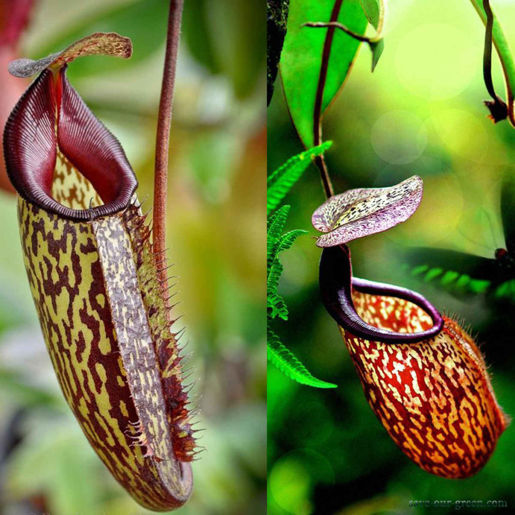 nepenthes-an-insectivorous-plant-save-our-green