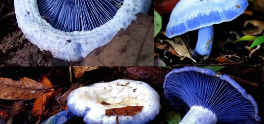 Blue milk mushroom