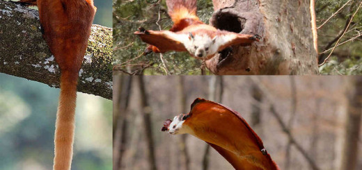 Giant Red Flying Squirrel