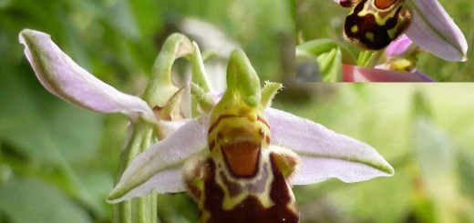 Laughing Bumblebees Orchid