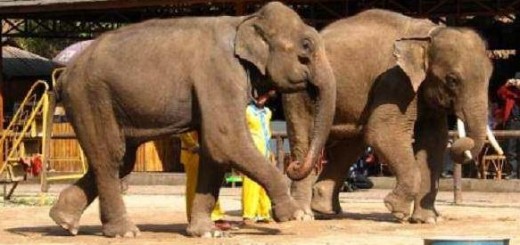 Motherhood of mom elephant saved human baby