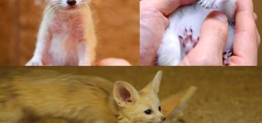 Beautiful Fennec Fox