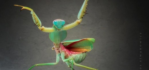 The mantis dance