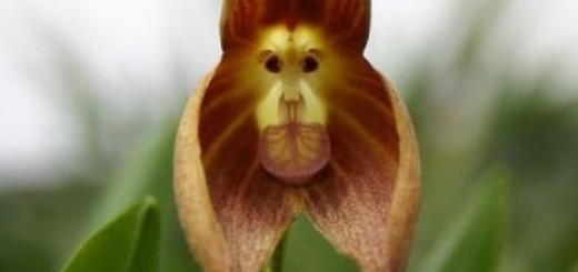 Monkey orchid or Dracula orchid