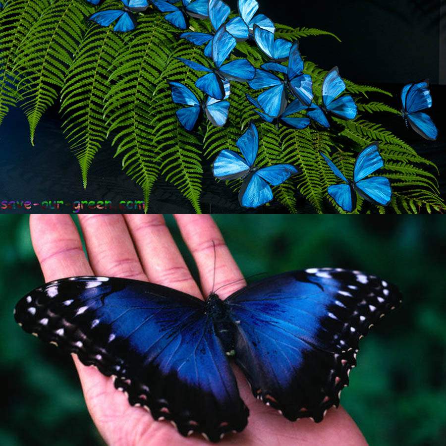 Blue Morpho Butterfly Save Our Green.