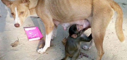 Mintu(a female dog) and baby monkey