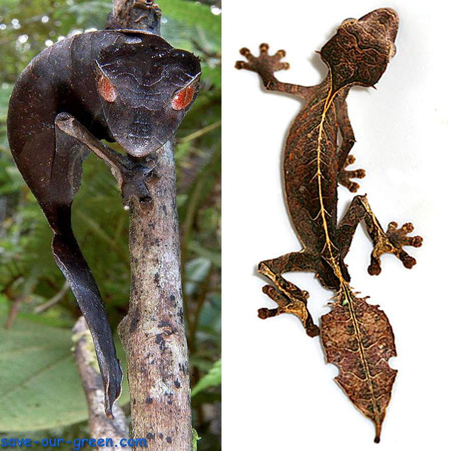 Satanic Leaf Tailed Gecko - Save Our Green