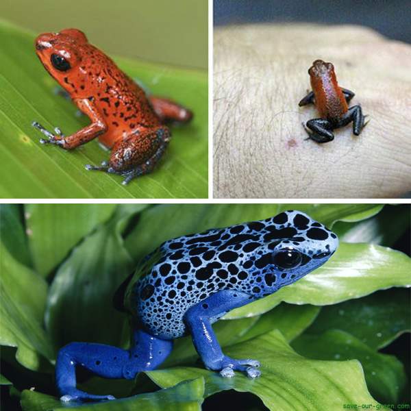 Poison Dart Frog - Save Our Green