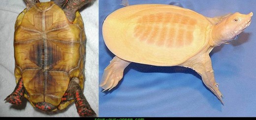Red-footed Tortoise and albino Chinese soft-shelled Turtle