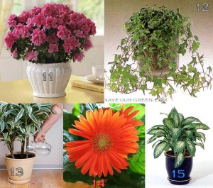 15 house plants to reduce pollution - Save Our Green