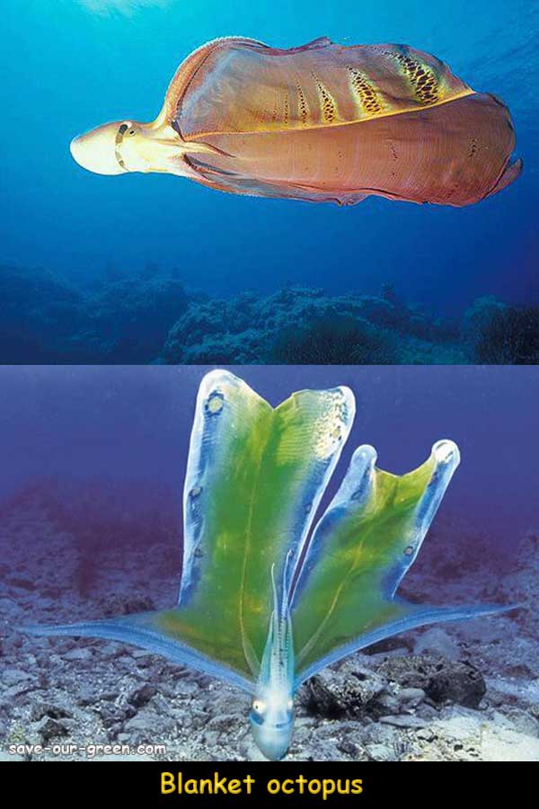 Blanket octopus - Save Our Green