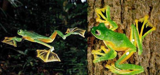 The Flying Frog