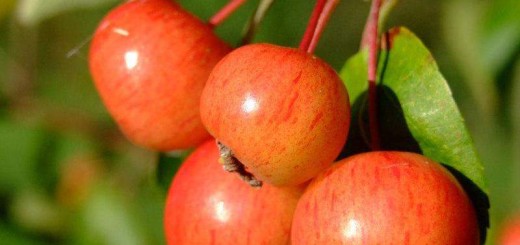 Crab apple fruit